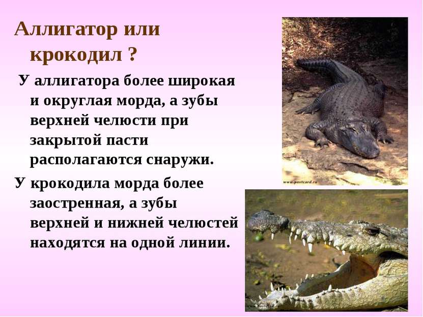 Аллигатор или крокодил ? У аллигатора более широкая и округлая морда, а зубы ...