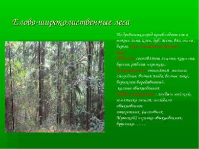 Елово-широколиственные леса Из древесных пород преобладает ель а также липа, ...