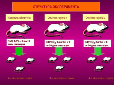 СТРУКТУРА ЭКСПЕРИМЕНТА Контрольная группа Опытная группа 1 Опытная группа 2 N...