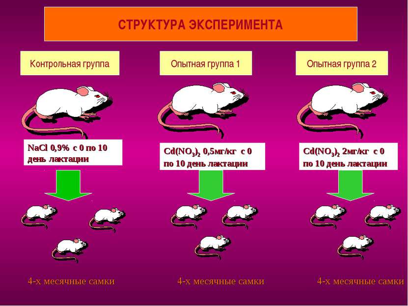 СТРУКТУРА ЭКСПЕРИМЕНТА Контрольная группа Опытная группа 1 Опытная группа 2 N...