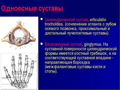 Одноосные суставы Цилиндрический сустав, articulatio trocholdea. (сочленение ...