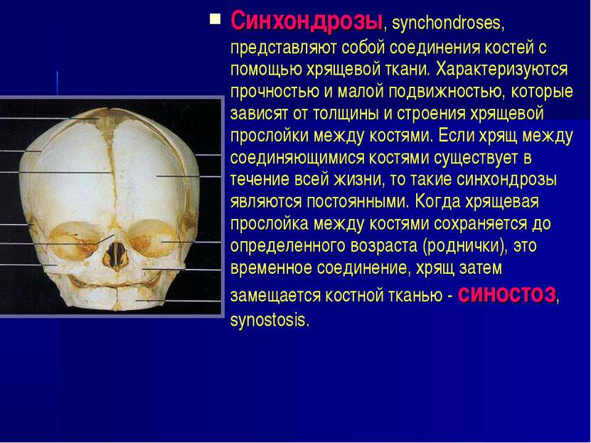 Синхондрозы, synchondroses, представляют собой соединения костей с помощью хр...