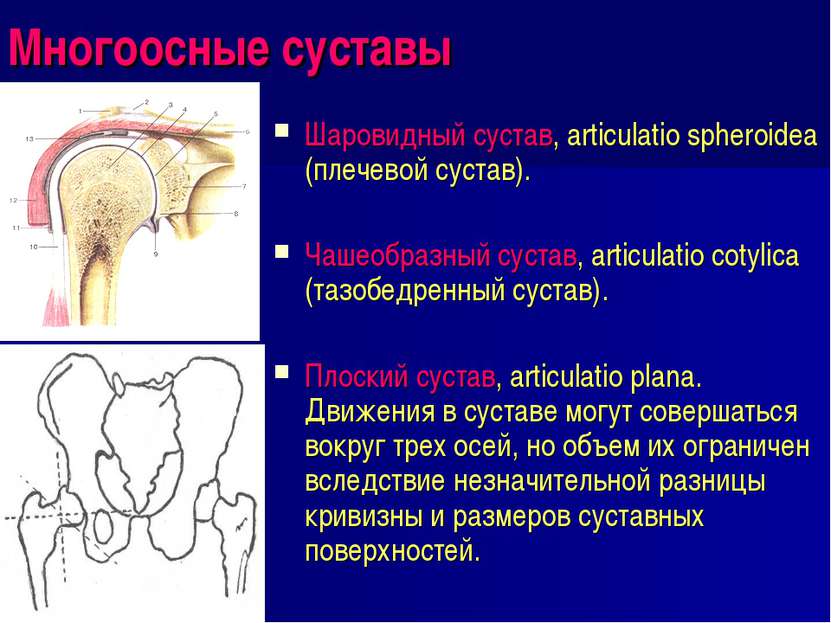 Многоосные суставы Шаровидный сустав, articulatio spheroidea (плечевой сустав...