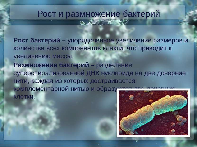 Рост и размножение бактерий Рост бактерий – упорядоченное увеличение размеров...