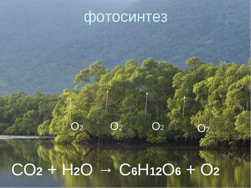 фотосинтез О2 О2 О2 О2 CO2 + H2O → C6H12O6 + O2