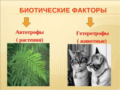 БИОТИЧЕСКИЕ ФАКТОРЫ Автотрофы ( растения) Гетеротрофы ( животные)