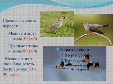 Средняя скорость перелёта : Мелкие птицы – около 30 км/ч Крупные птицы – окол...