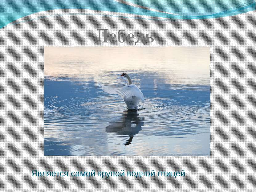 Является самой крупой водной птицей Лебедь