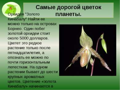 Растение, которое способно переварить крысу вместе с зубами и костями Существ...
