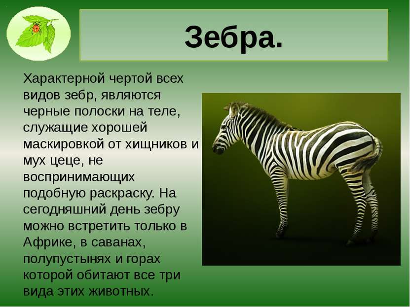 Интересные факты про млекопитающих. Зебра для презентации. Сообщение о зебре. Презентация на тему Зебра. Зебра краткое описание.