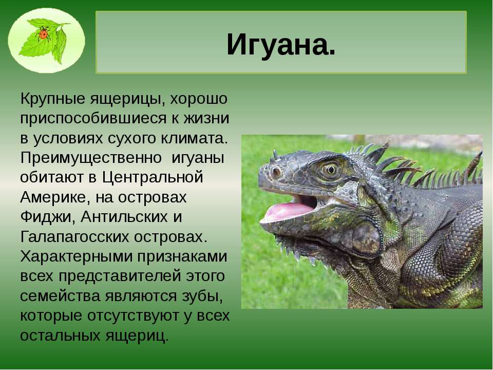 Факты о ящерицах. Игуана описание животного. Игуана доклад 3 класс. Интересные факты о ящерицах. Сообщение на тему удивительные животные.