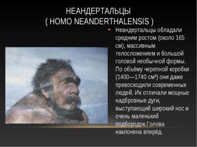 НЕАНДЕРТАЛЬЦЫ ( HOMO NEANDERTHALENSIS ) Неандертальцы обладали средним ростом...
