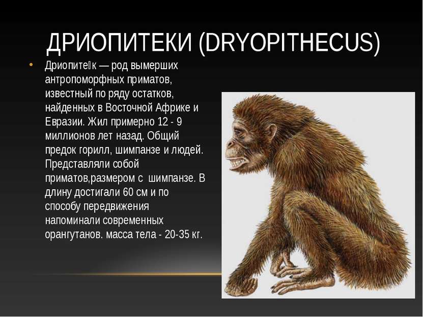 ДРИОПИТЕКИ (DRYOPITHECUS) Дриопите к — род вымерших антропоморфных приматов, ...
