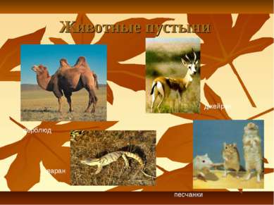 Животные пустыни верблюд джейран варан песчанки