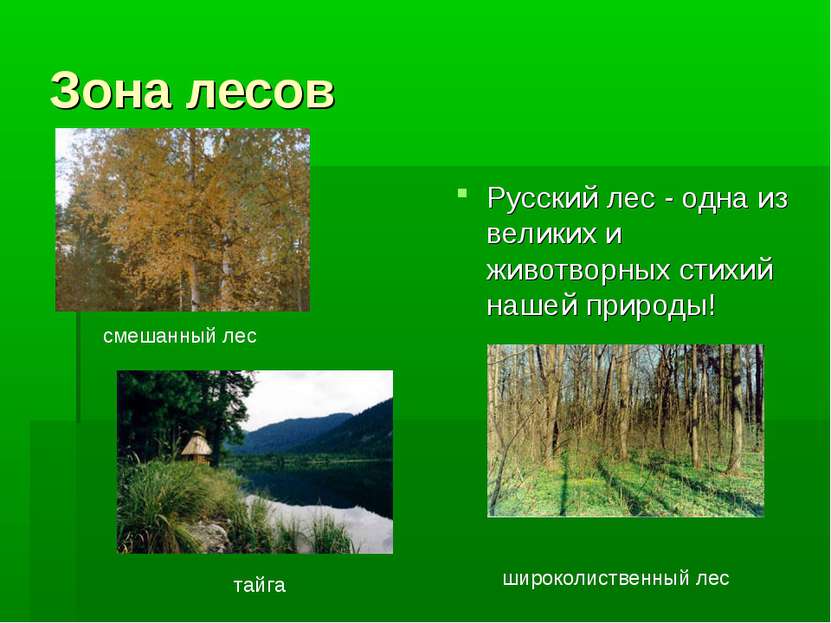 Зона лесов Русский лес - одна из великих и животворных стихий нашей природы! ...