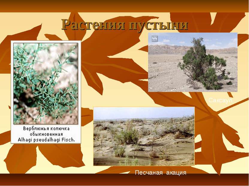 Растения пустыни Саксаул Песчаная акация