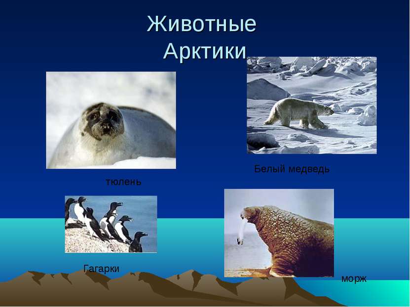 Животные Арктики Гагарки Белый медведь морж тюлень