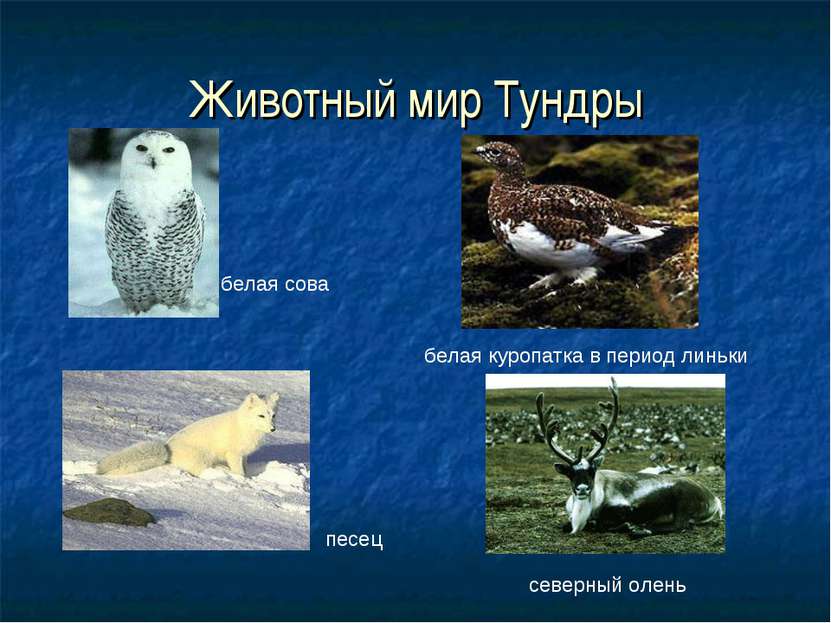 Животный мир Тундры белая сова северный олень песец белая куропатка в период ...