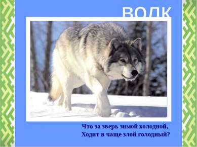 Что за зверь зимой холодной, Ходит в чаще злой голодный? волк