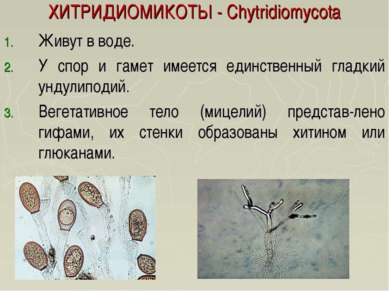 ХИТРИДИОМИКОТЫ - Chytridiomycota Живут в воде. У спор и гамет имеется единств...