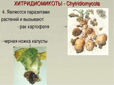 ХИТРИДИОМИКОТЫ - Chytridiomycota 4. Являются паразитами растений и вызывают: ...