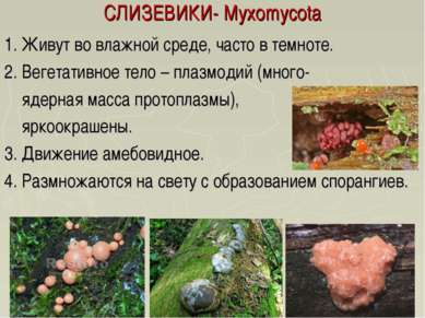 СЛИЗЕВИКИ- Myxomycota 1. Живут во влажной среде, часто в темноте. 2. Вегетати...