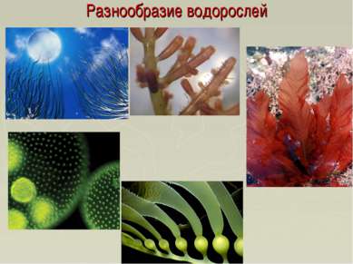 Разнообразие водорослей