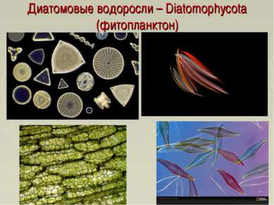 Диатомовые водоросли – Diatomophycota (фитопланктон)