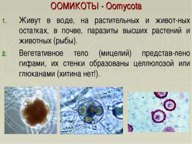 ООМИКОТЫ - Oomycota Живут в воде, на растительных и живот-ных остатках, в поч...