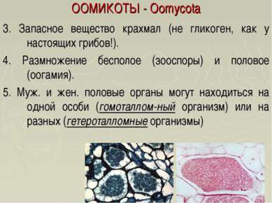 ООМИКОТЫ - Oomycota 3. Запасное вещество крахмал (не гликоген, как у настоящи...