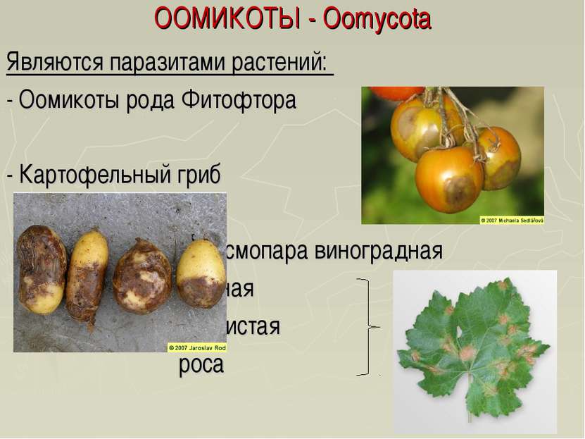 ООМИКОТЫ - Oomycota Являются паразитами растений: - Оомикоты рода Фитофтора -...