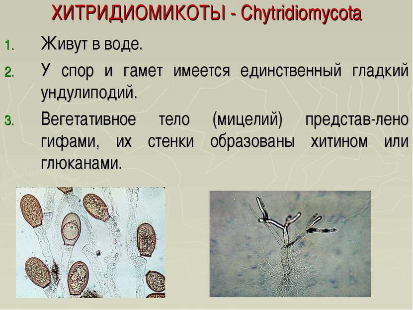 ХИТРИДИОМИКОТЫ - Chytridiomycota Живут в воде. У спор и гамет имеется единств...