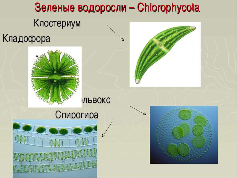 Зеленые водоросли – Chlorophycota Клостериум Кладофора Вольвокс Спирогира