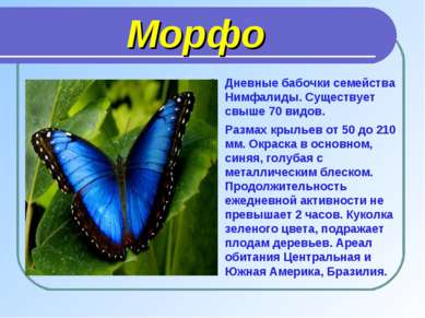 Морфо Дневные бабочки семейства Нимфалиды. Существует свыше 70 видов. Размах ...