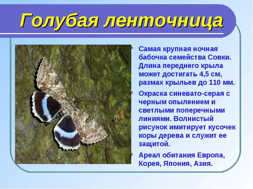 Голубая ленточница Самая крупная ночная бабочка семейства Совки. Длина передн...