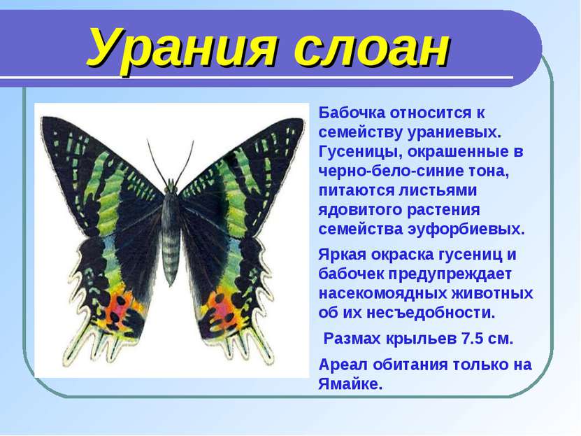 Урания слоан Бабочка относится к семейству ураниевых. Гусеницы, окрашенные в ...