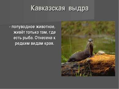 Кавказская выдра - полуводное животное, живёт только там, где есть рыба. Отне...