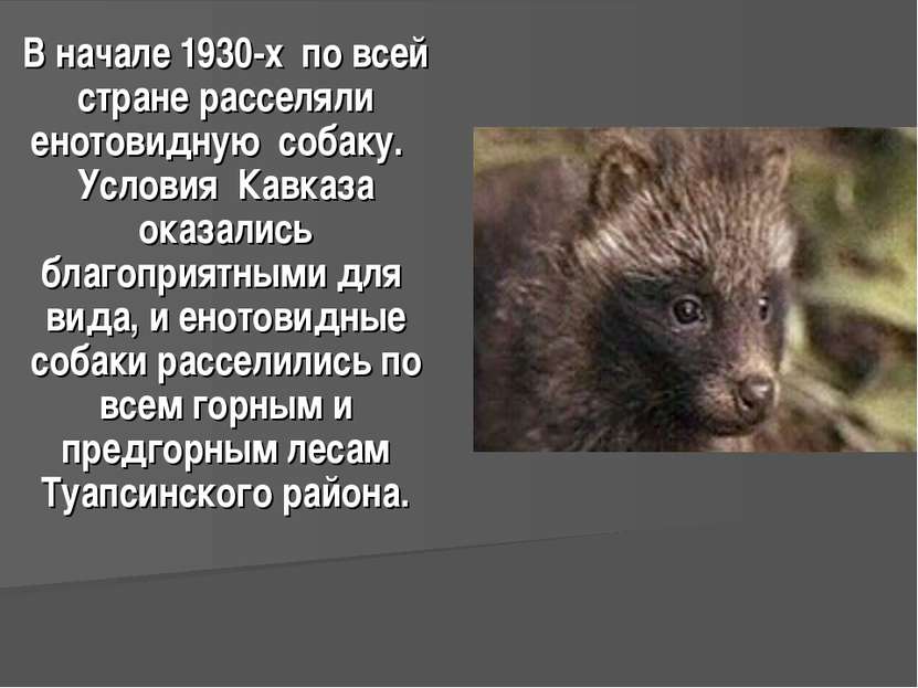 В начале 1930-х по всей стране расселяли енотовидную собаку. Условия Кавказа ...