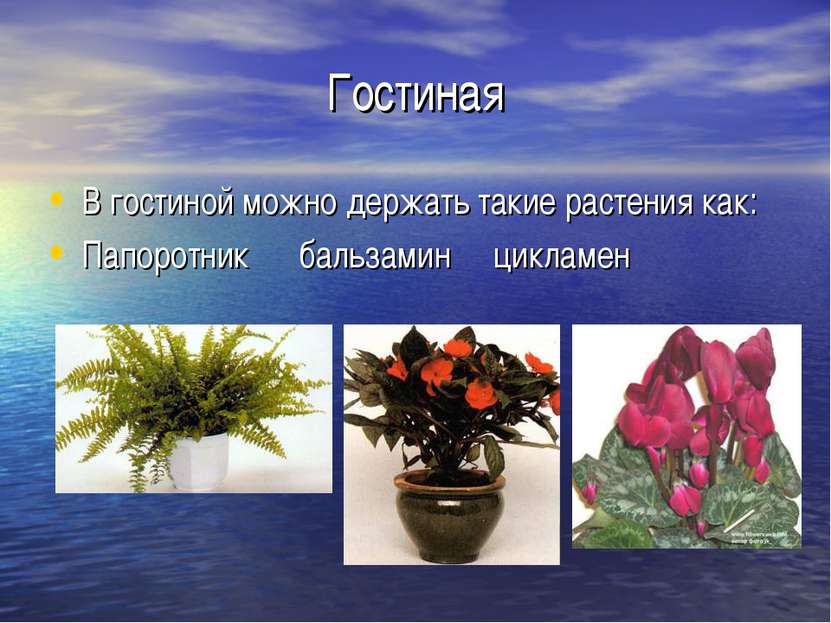 Гостиная В гостиной можно держать такие растения как: Папоротник бальзамин ци...