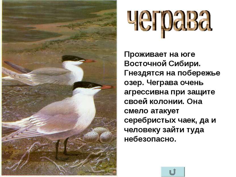 Проживает на юге Восточной Сибири. Гнездятся на побережье озер. Чеграва очень...