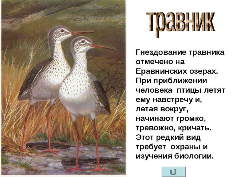 Гнездование травника отмечено на Еравнинских озерах. При приближении человека...