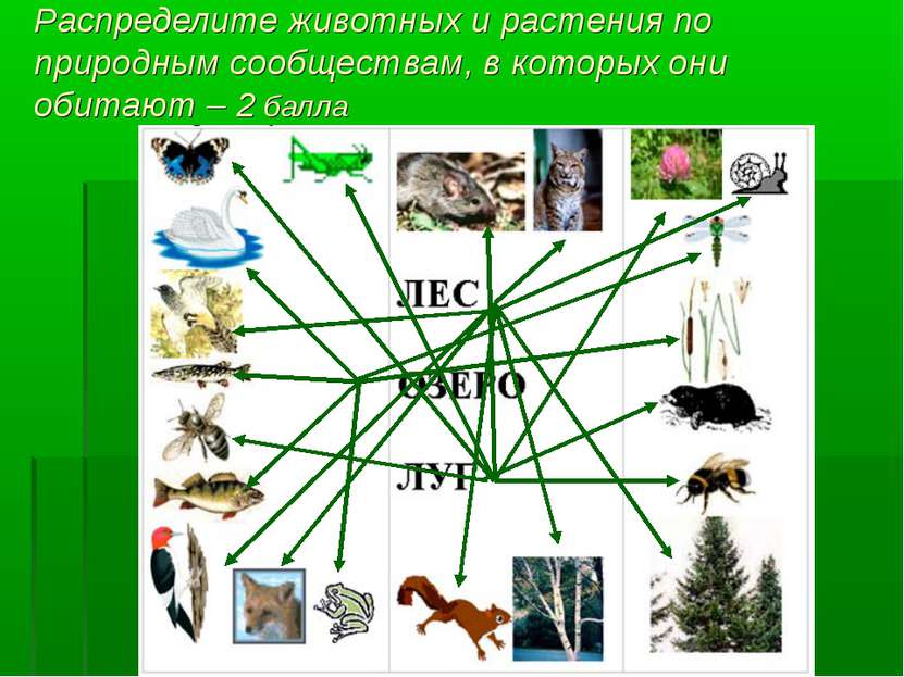 Распределите животных и растения по природным сообществам, в которых они обит...