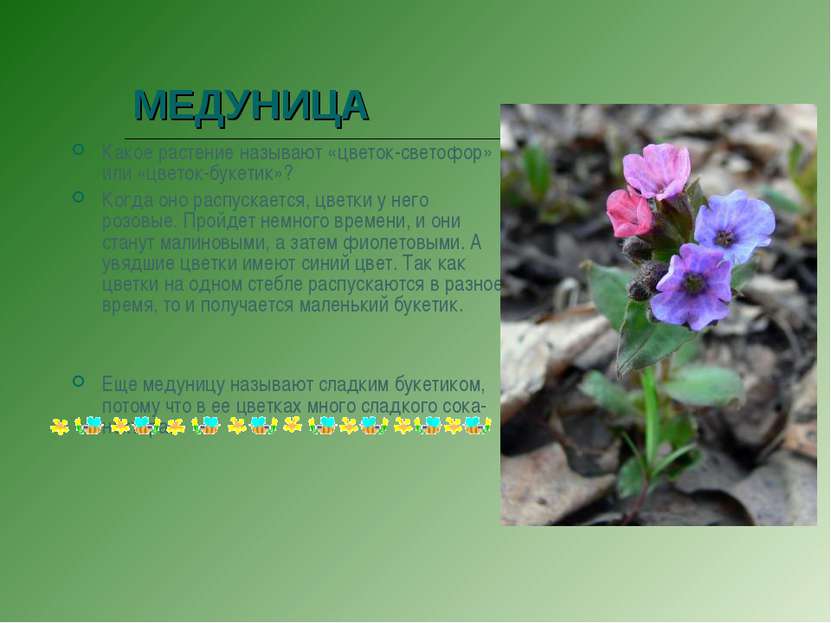 МЕДУНИЦА Какое растение называют «цветок-светофор» или «цветок-букетик»? Когд...