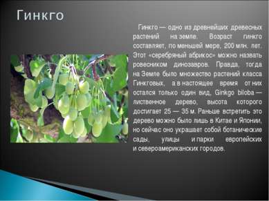 Гинкго — одно из древнейших древесных растений на земле. Возраст гинкго соста...