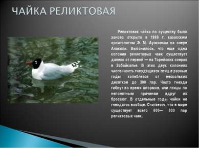Реликтовая чайка по существу была заново открыта в 1969 г. казахским орнитоло...