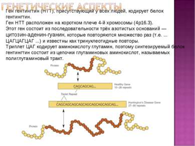 Ген гентингтин (HTT), присутствующий у всех людей, кодирует белок гентингтин....