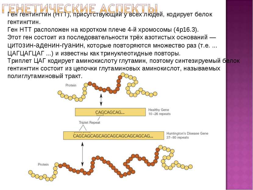 Ген гентингтин (HTT), присутствующий у всех людей, кодирует белок гентингтин....