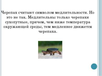 Черепах считают символом медлительности. Но это не так. Медлительны только че...