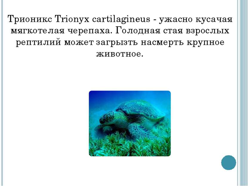 Трионикс Trionyx cartilagineus - ужасно кусачая мягкотелая черепаха. Голодная...