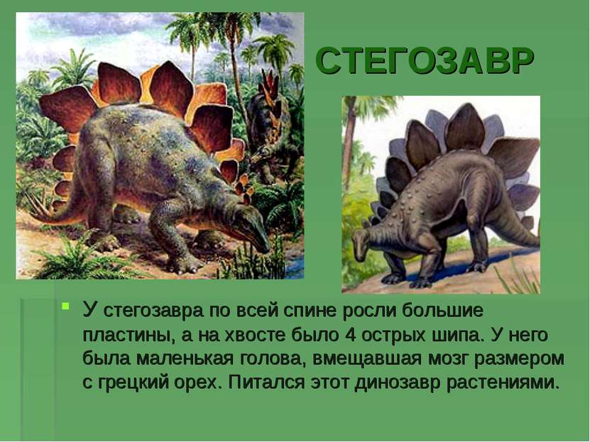 СТЕГОЗАВР У стегозавра по всей спине росли большие пластины, а на хвосте было...